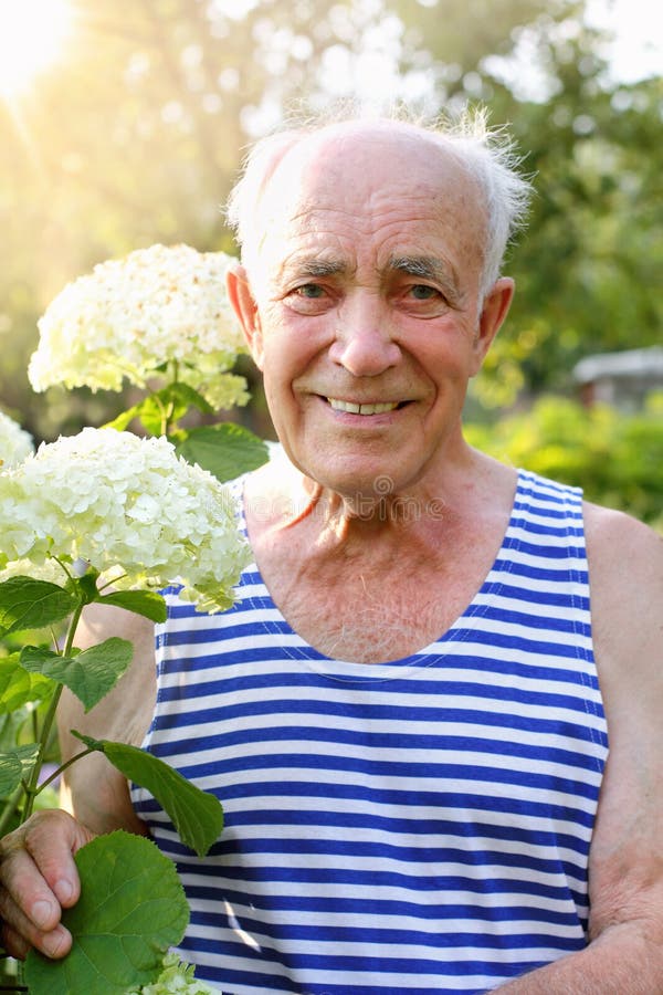 Senior man with blooming hydrangea royalty free stock photo