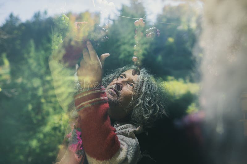 Senior man hanging grapes on a rope royalty free stock photo Senior man hanging grapes on a rope royalty free stock photo