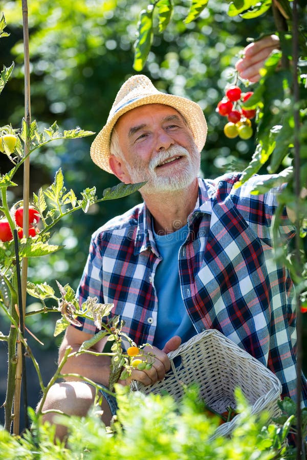 Senior Man Holding Cherry Tomato in the Garden Stock Image - Image of ...