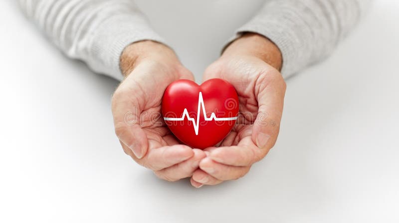 Senior man holding red heart with ecg line