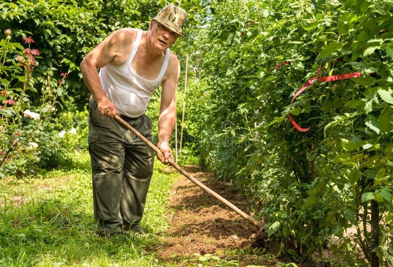 Senior Man Tilling The Soil In The Garden On A Hot Summer Day