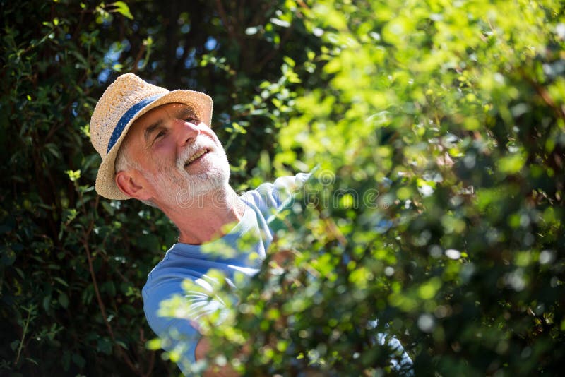 Senior Man Trimming Plants with Pruning Shears Stock Image Image of nature, agriculture 81439141