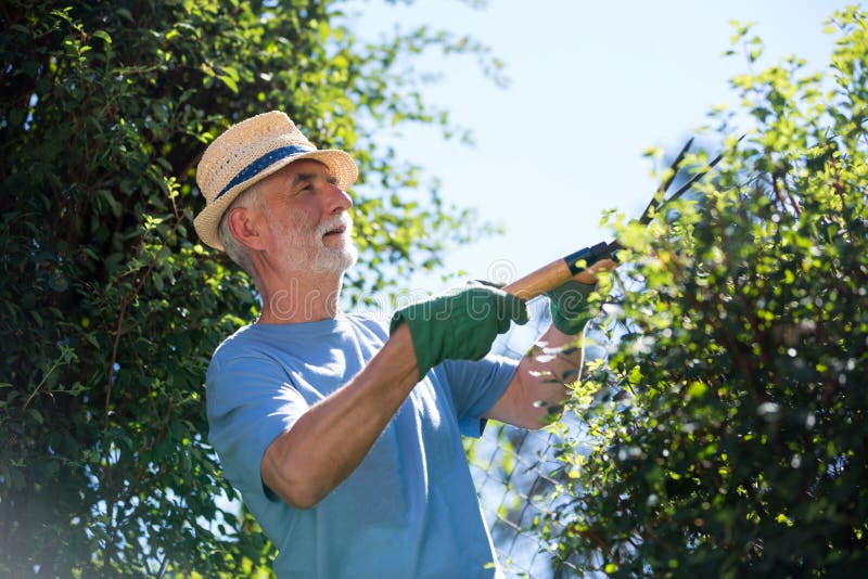 Senior Man Trimming Plants with Pruning Shears Stock Image Image of