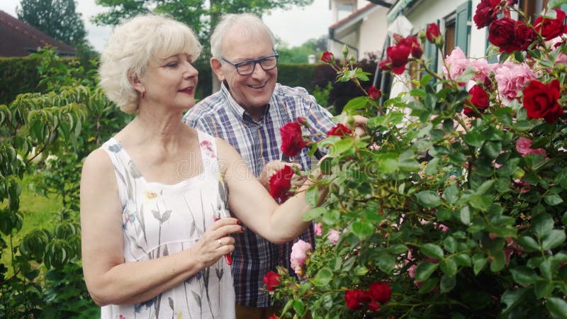 Senior man and woman cutting the garden roses in front of their house