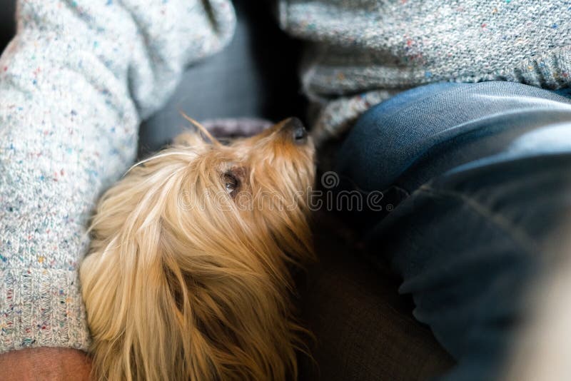 Senior mans hand wrapped around long haired pedigree dog. Blond domestic dog next to elderly man at home indoors, human friend