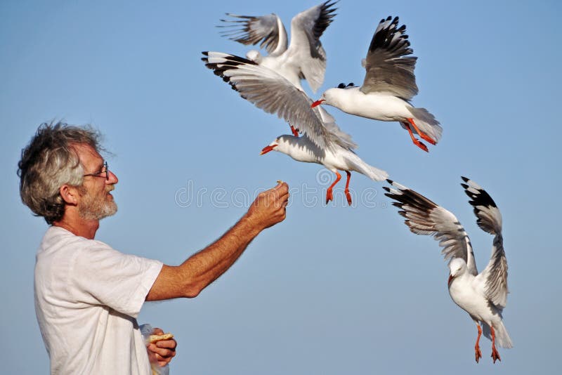 Senior older man hand feeding seagulls sea birds on summer beach holiday