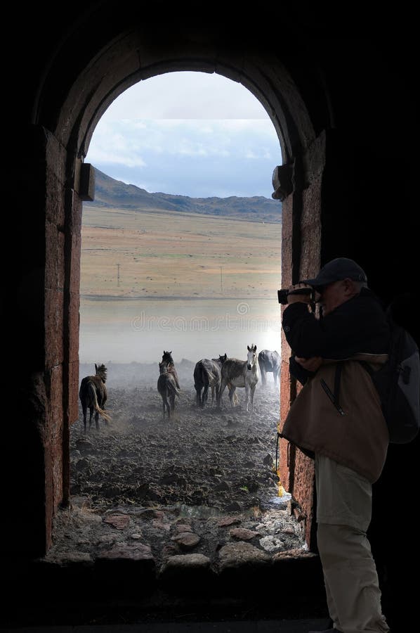 Fotógrafo bastidores en granero para viejo a tiene una duración fotografías caballos sobre el.