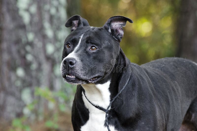 Older Black and white Pitbull Dog