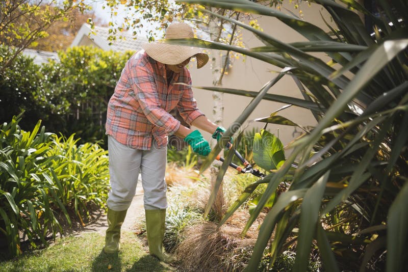 Senior Woman Cutting Grass in Yard Stock Photo Image of holidng
