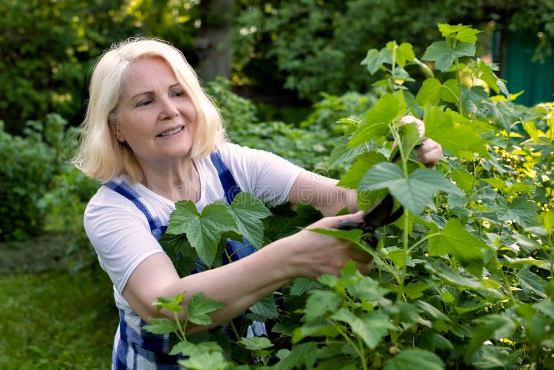 Senior european blonde woman cutting trimming branches doing garden work. Senior european blonde woman cutting trimming branches doing garden work