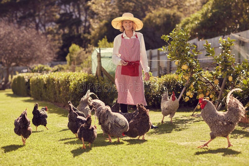 Senior woman farmer with chickens on her urban farm royalty free stock photo Senior woman farmer with chickens on her urban farm royalty free stock photo