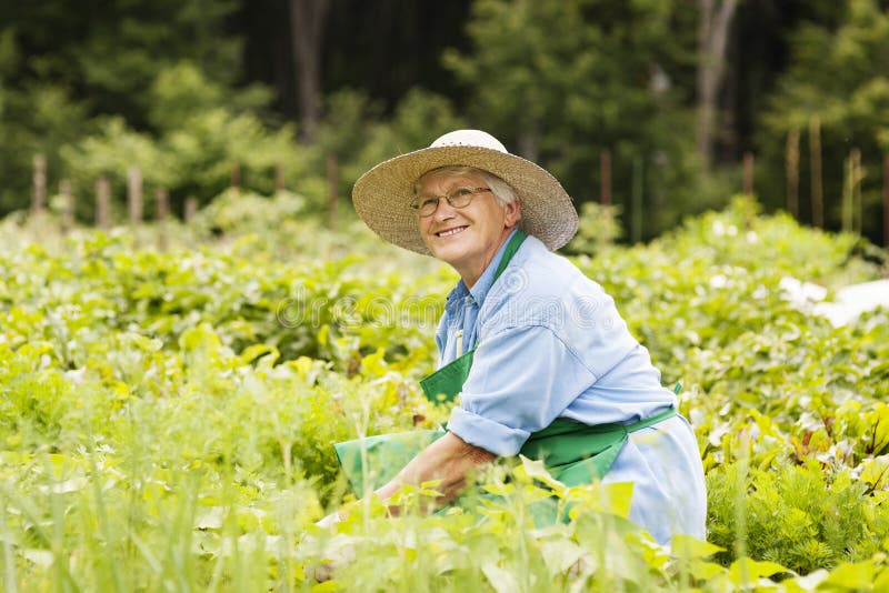 Зола для огорода. Senior woman Garden. Senior woman Garden amador photo. Horticultural women. They like gardening