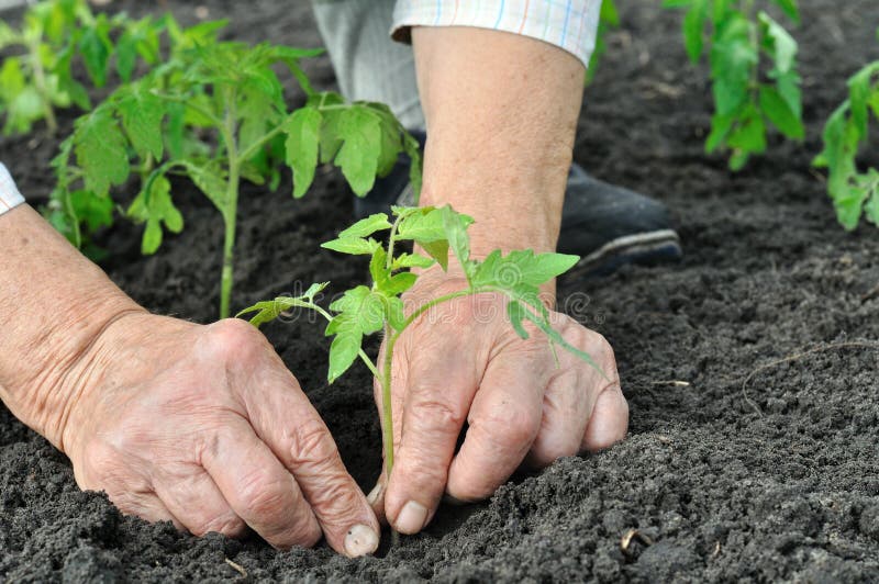 Senior woman planting a tomato seedling