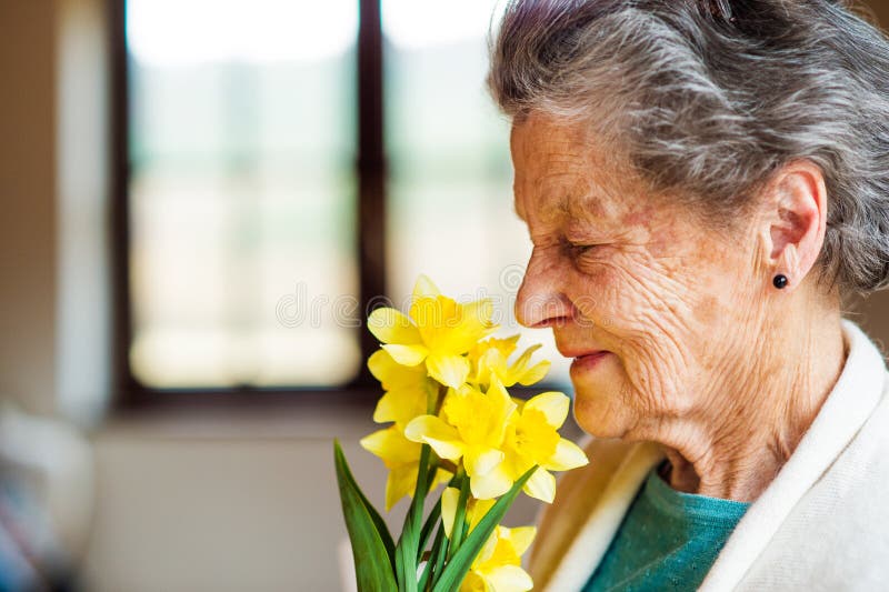Senior woman by the window smelling bouquet of daffodils royalty free stock photos Senior woman by the window smelling bouquet of daffodils royalty free stock photos