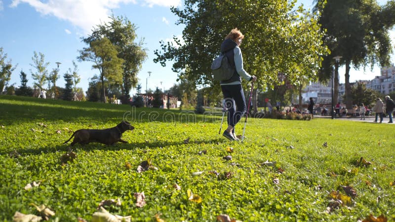 Seniorvrouw nordic wandelend met een vriend van een hond. buitenshuis en gezonde levensstijl voor ouderen en hun huisdieren