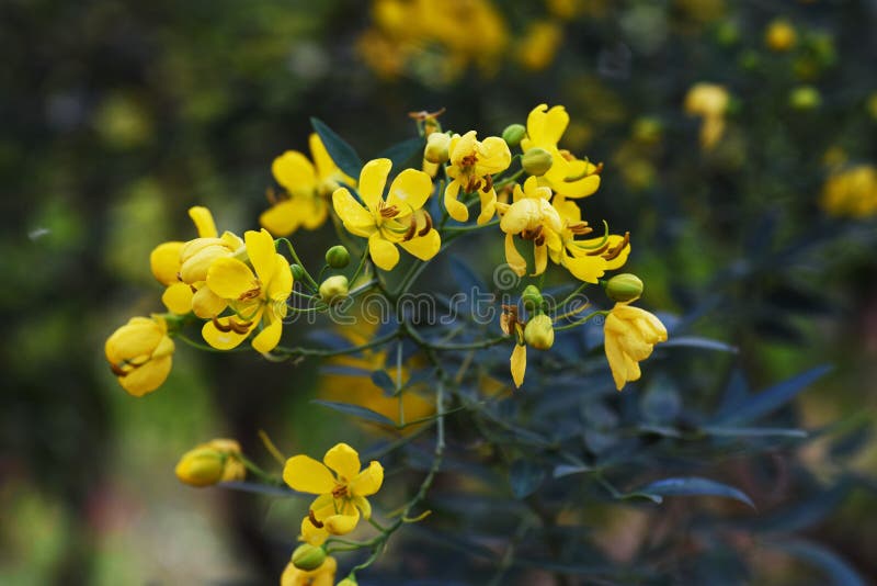 セナコリモサバターカップブッシュの花 Stock Image Image Of Blossom Green セナコリモサバターカップブッシュの花 Stock Image Image Of Blossom Green
