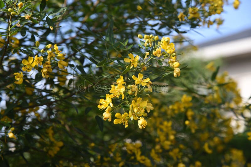 セナコリモサバターカップブッシュの花 Stock Image Image Of Evergreen Argentine