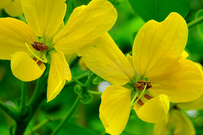 Senna Floribunda or Golden Showy Cassia Flower.