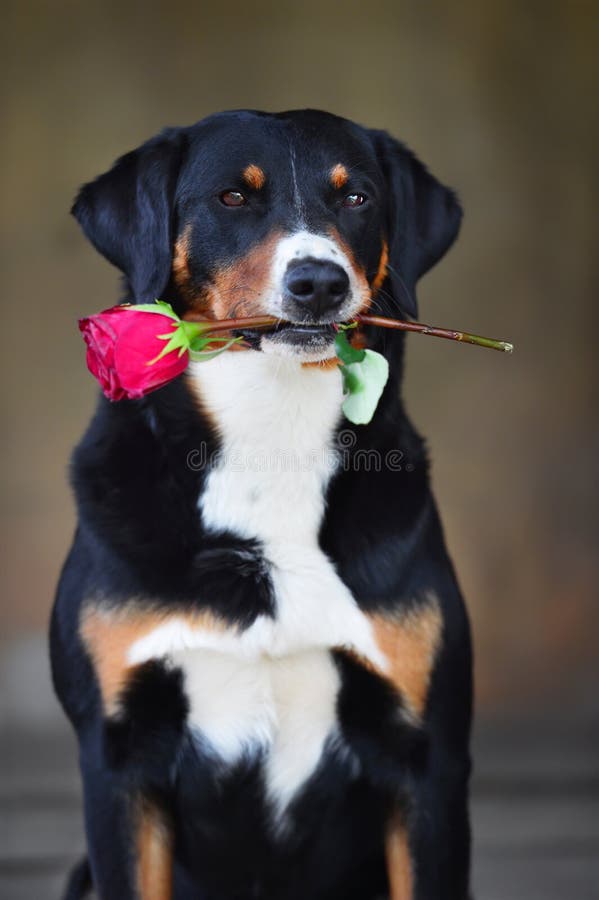 Sennenhund Appenzeller tricolor dog with rose in the mouth