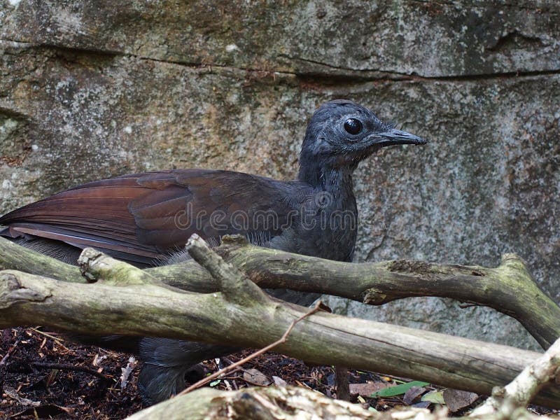 A unique Superb Lyrebird with a huge Brilliant eye & natural camouflaged plumage blending in with a natural background. A unique Superb Lyrebird with a huge Brilliant eye & natural camouflaged plumage blending in with a natural background.