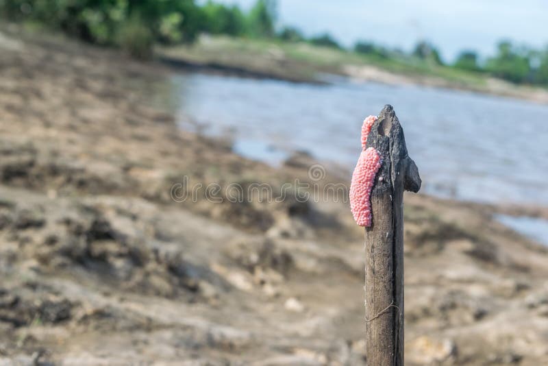 Sense of Sunny Beach Point when Low Water Level Lagoons in Thailand