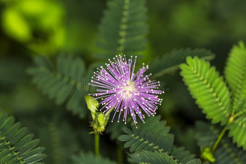 Sensitive Plant, Mimosa stock image. Image of full, house 56507117