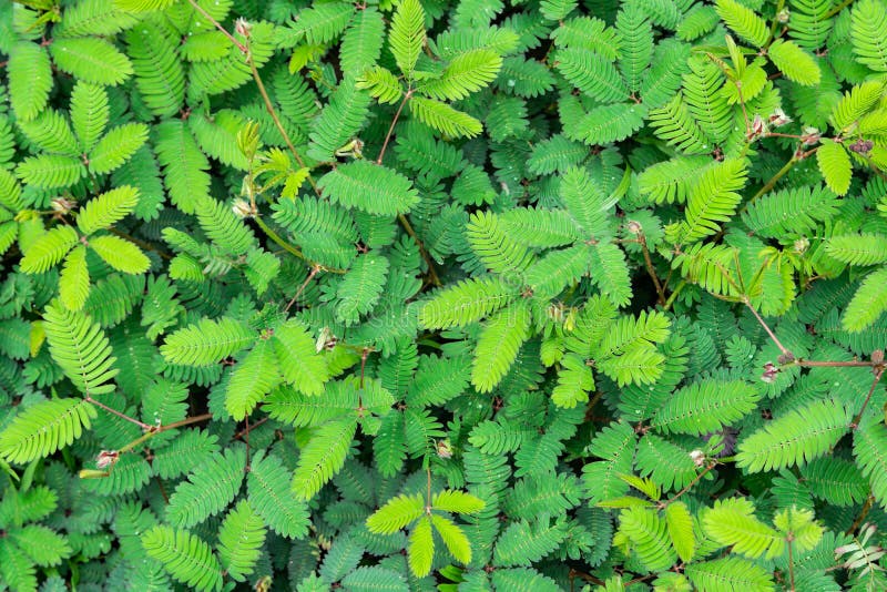 Sensitive Plant, Sleepy Plant or the Touch Me Not,herbal and Medicine Stock Photo Image of