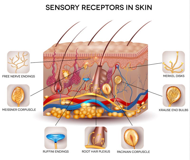 Sensory Receptors Human Skin Stock Illustrations 41 Sensory Receptors Human Skin Stock Illustrations Vectors Clipart Dreamstime Sensory Receptors Human Skin Stock Illustrations 41 Sensory Receptors Human Skin Stock Illustrations Vectors Clipart Dreamstime