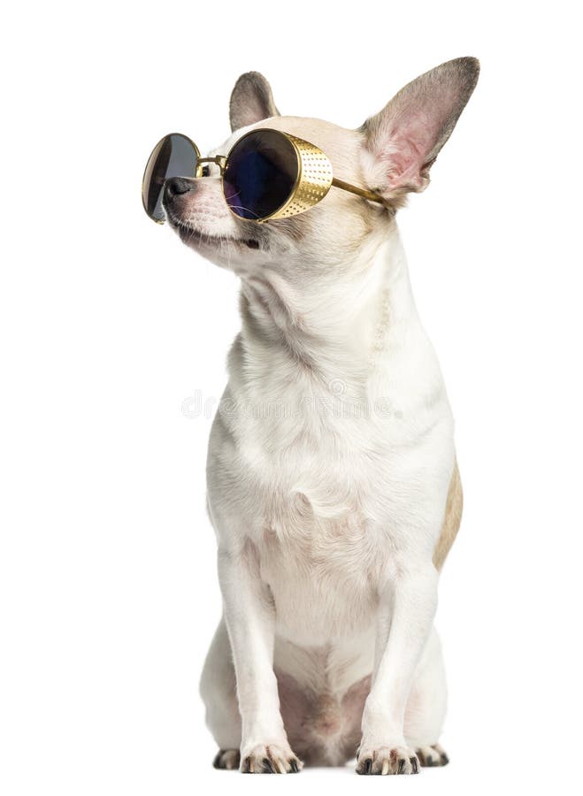 Sentada de la chihuahua (2 años), gafas de sol que llevan imagen de archivo