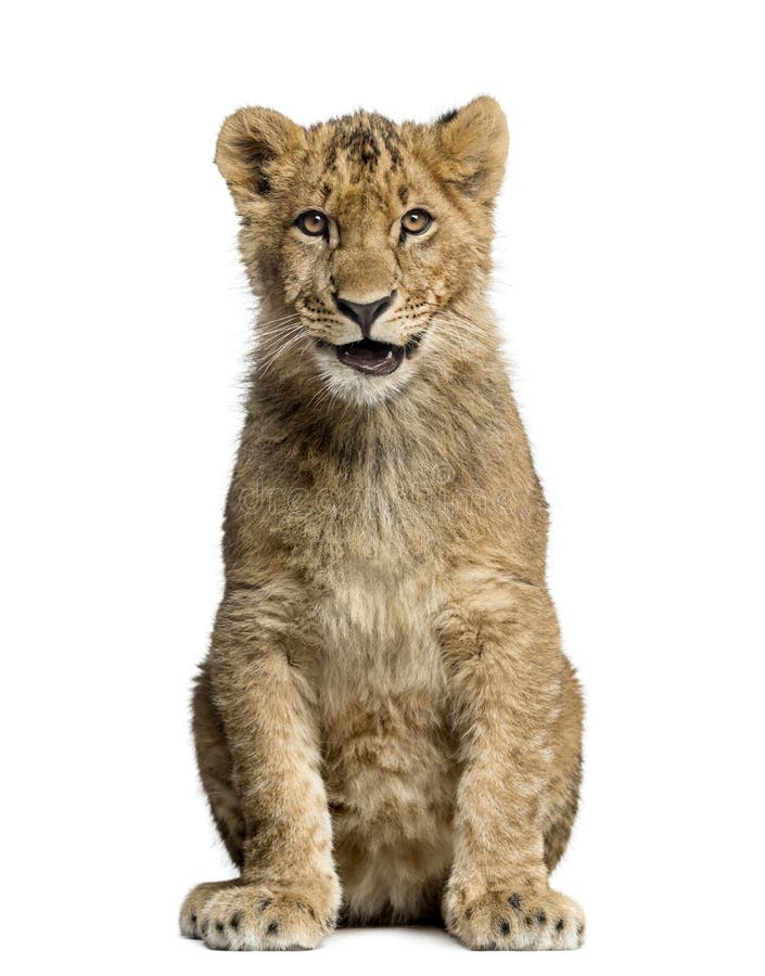 Lion cub sitting,smiling and looking at the camera, isolated on white. Lion cub sitting,smiling and looking at the camera, isolated on white