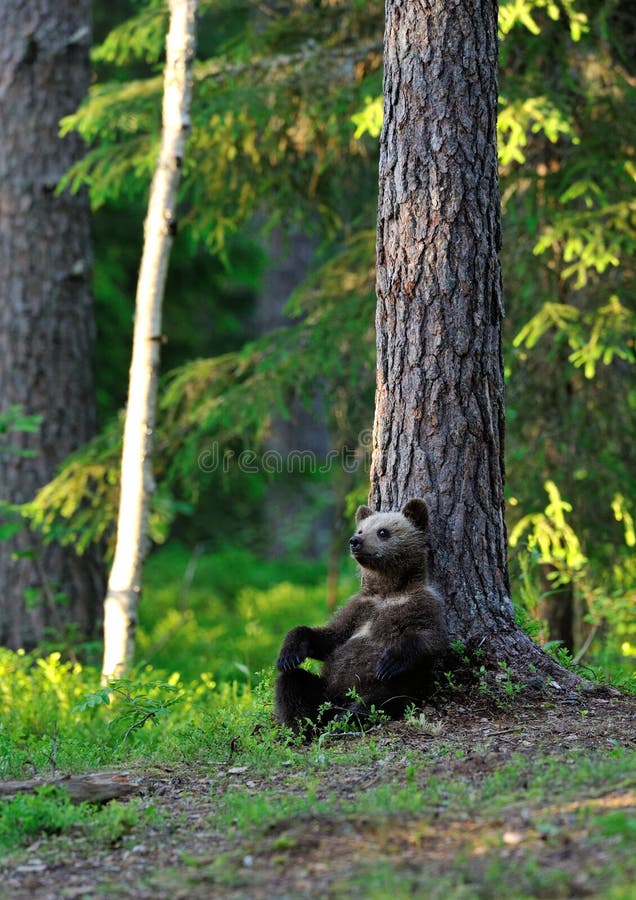 Brown Bear cub lying at forest. Brown Bear cub lying at forest