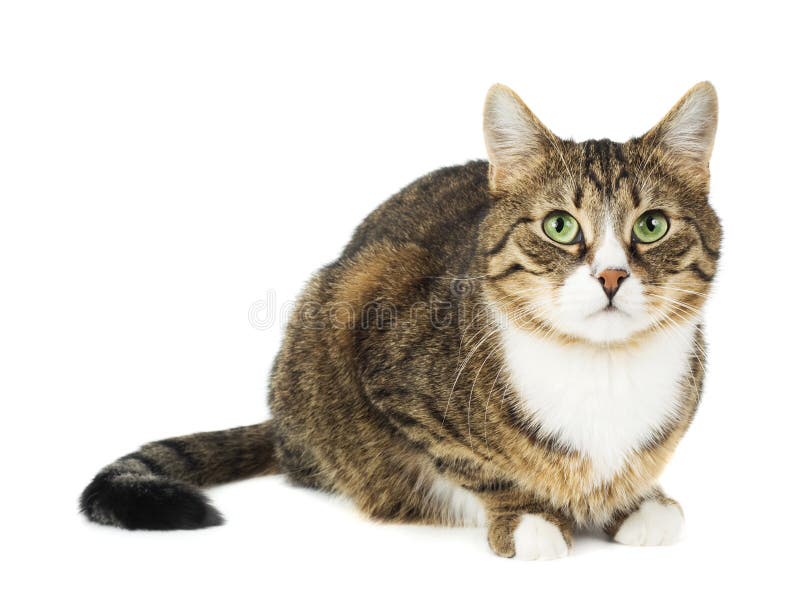 Sentada del gato. Mirada interesada. Aislado foto de archivo libre de regalías Sentada del gato. Mirada interesada. Aislado foto de archivo libre de regalías
