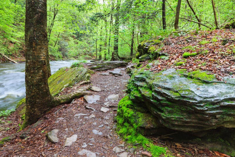 Rocky hiking trail through the Allegheny Front in Ricketts Glen State Park in Luzerne County, Pennsylvania. Rocky hiking trail through the Allegheny Front in Ricketts Glen State Park in Luzerne County, Pennsylvania.