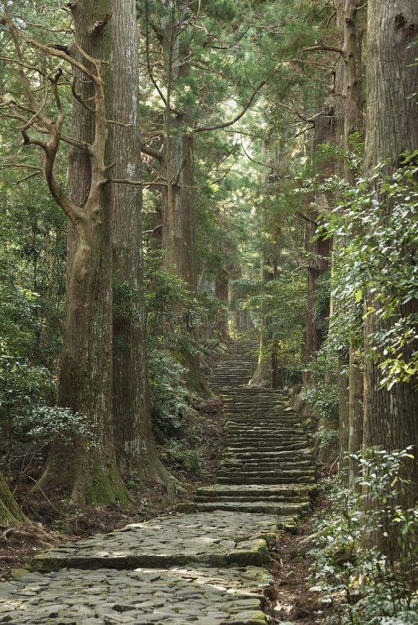 Sentier de randonnée vert dans la forêt au Japon photographie stock Sentier de randonnée vert dans la forêt au Japon photographie stock