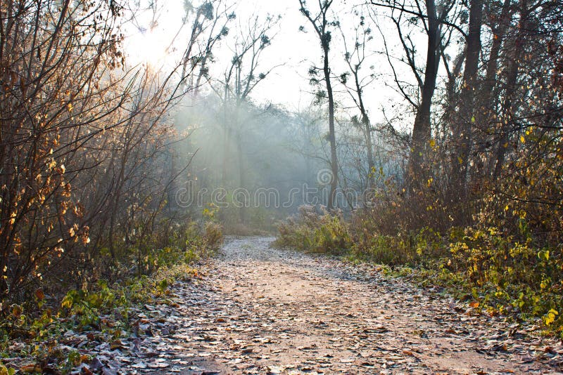 The forest road is bent between trees. The forest road is bent between trees