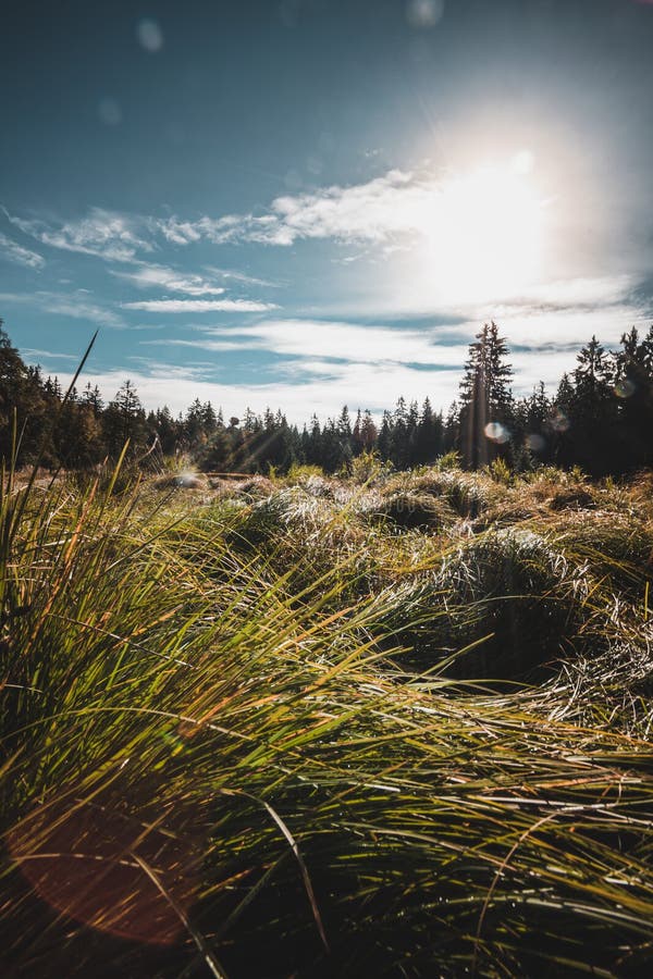 Sentiero naturale kladska fotografia stock libera da diritti