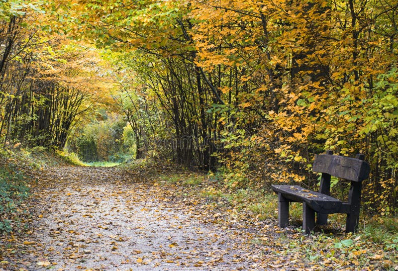 Sentiero nel bosco di autunno con il banco