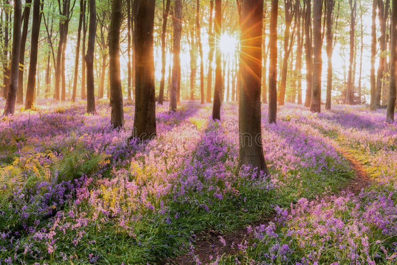 Sentiero nel bosco di Bluebell ad alba immagini stock libere da diritti
