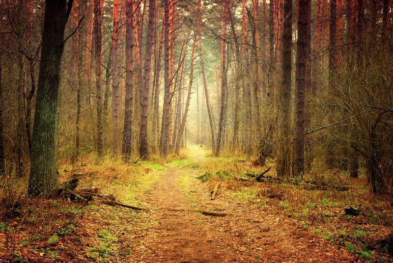 Sentiero per pedoni in foresta mistica