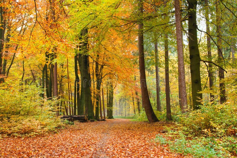 Sentiero per pedoni nella foresta di autunno