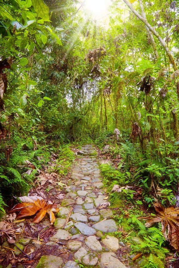 Sentiero per pedoni nella giungla