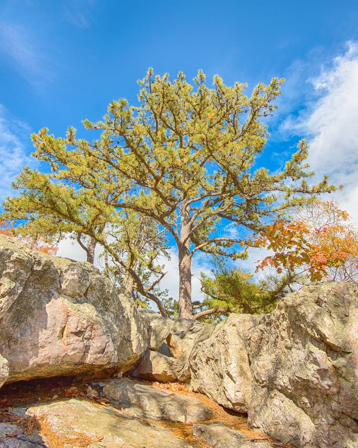 Sentinel Pine, Wolf Rock, Catoctin Mountain Park, MD