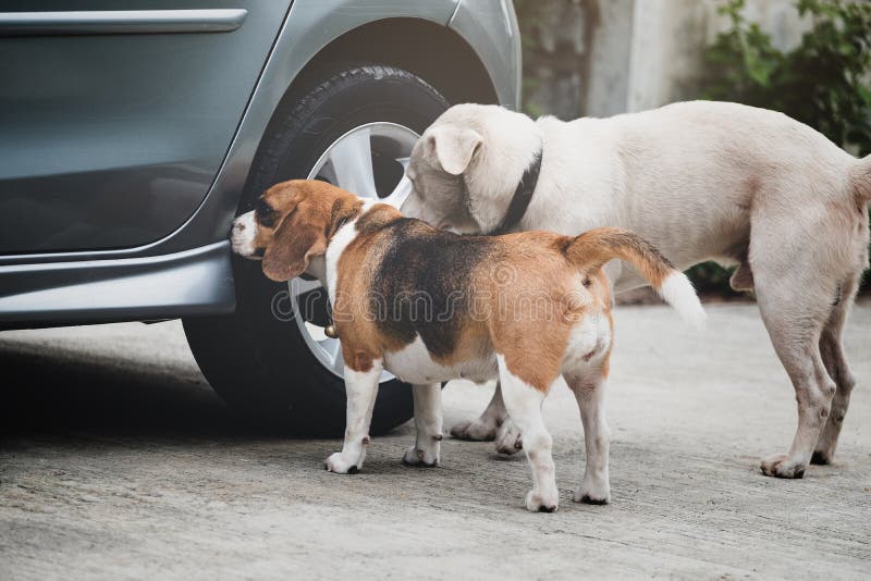 Sentir et enquête de briquet de chien autour de roue de voiture avant pipi, la voiture ont eu une odeur différente de pipi de chi photos stock Sentir et enquête de briquet de chien autour de roue de voiture avant pipi, la voiture ont eu une odeur différente de pipi de chi photos stock