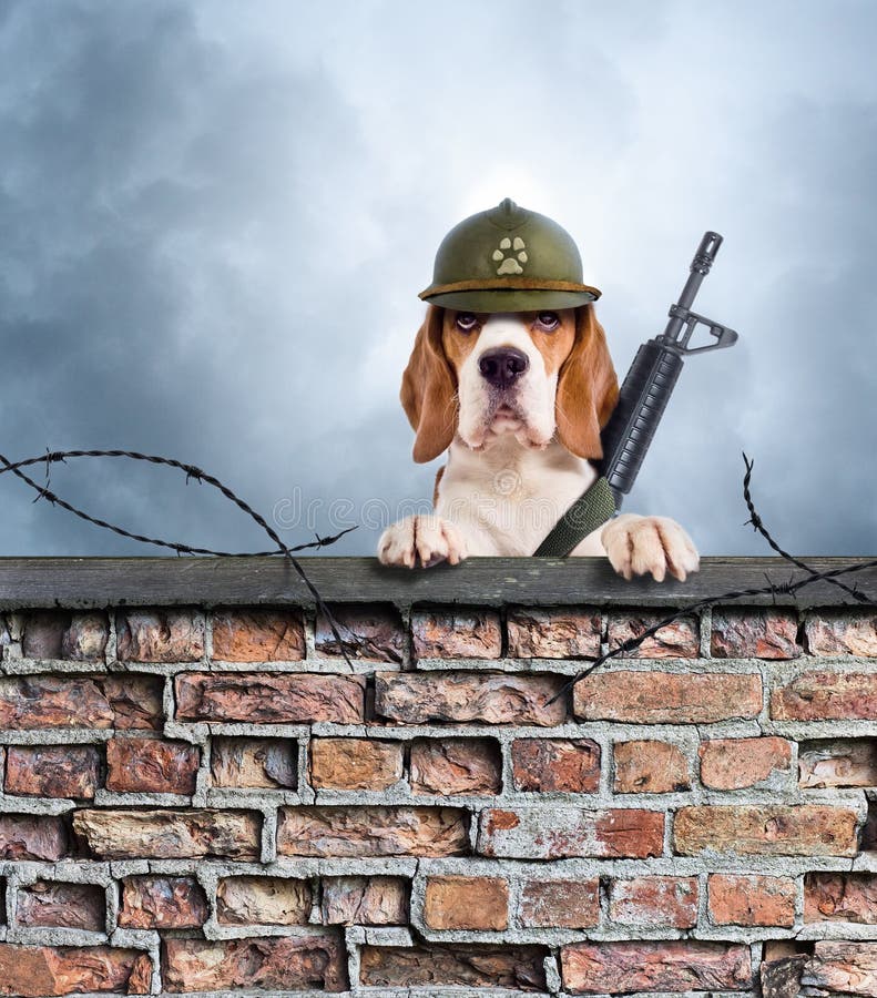 The sentry dog with gun