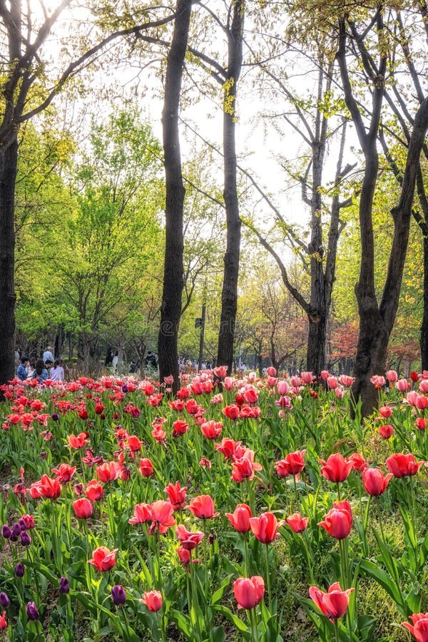 Seoul forest tulip flowers stock photo. Image of field - 245978282