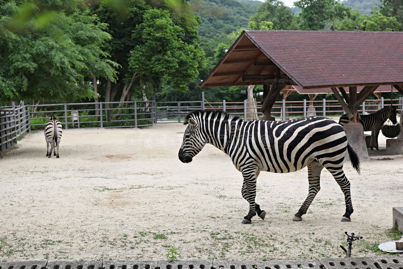 Korea zoo stock image. Image of located, seoulgrandpark 209453939
