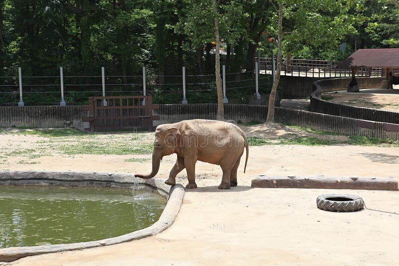 Korea zoo stock photo. Image of park, koreapark, seoul 209453992