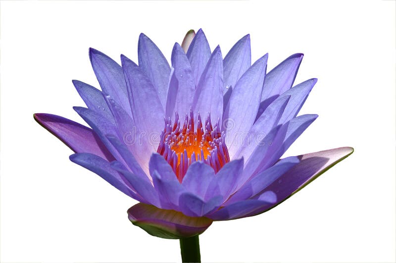 Seperated Purple lotus flower