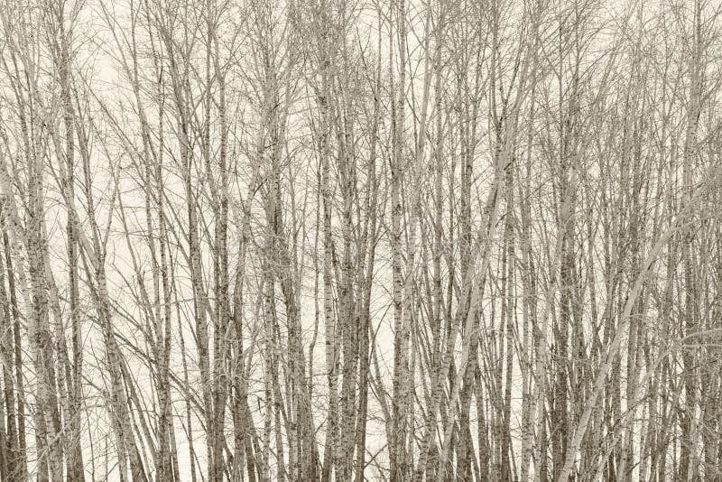 Landscape of a sepia birch tree grove. Overcast grove stock images, royalty-free photos and pictures