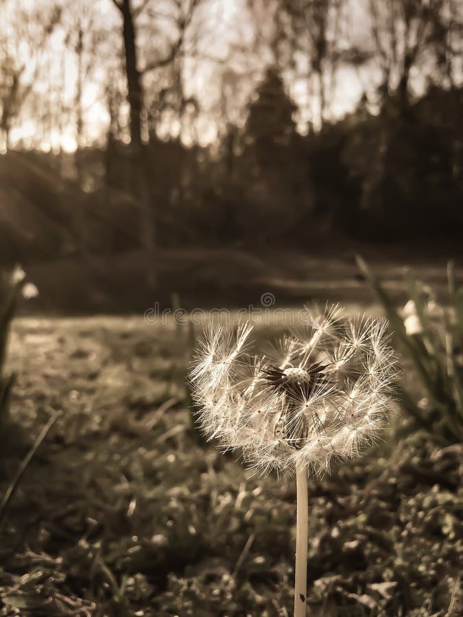 Sepia Paardebloem royalty-vrije stock fotografie Sepia Paardebloem royalty-vrije stock fotografie